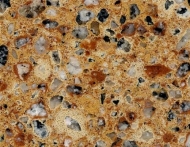 Amarillo Palmira